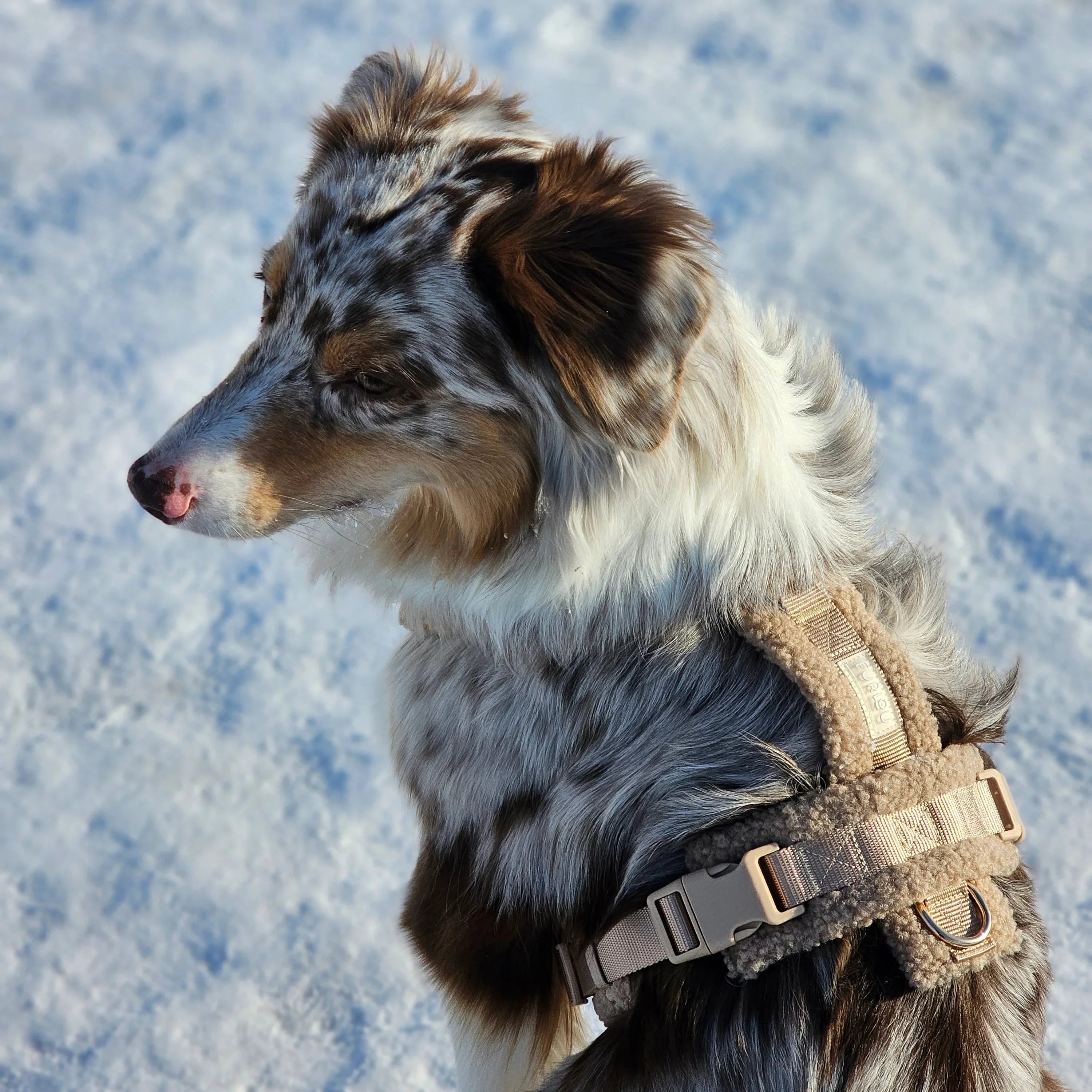 'Sand' - Sherpa Dog Harness