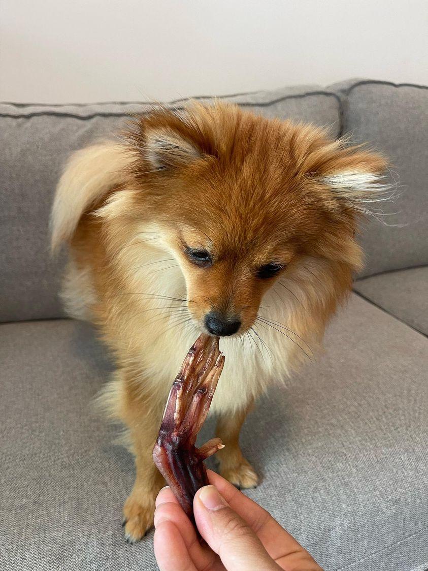 Raw Instincts Dehydrated Duck Feet for Dogs & Cats