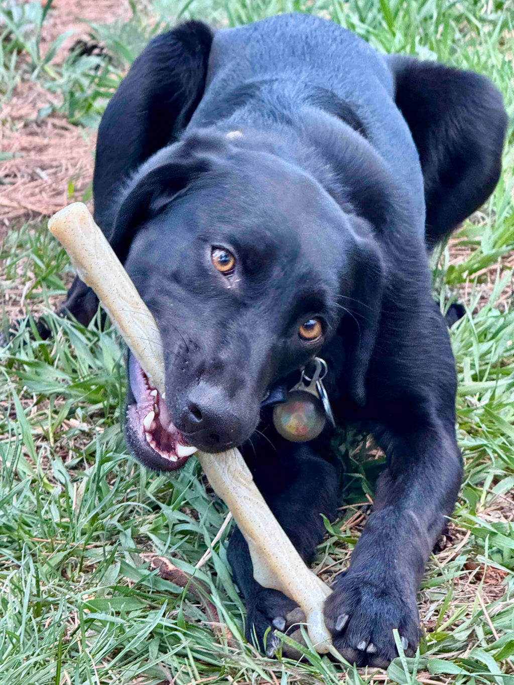 Durable Nylon Chew Stick for Power Chewers | Indestructible Dog Toy USA
