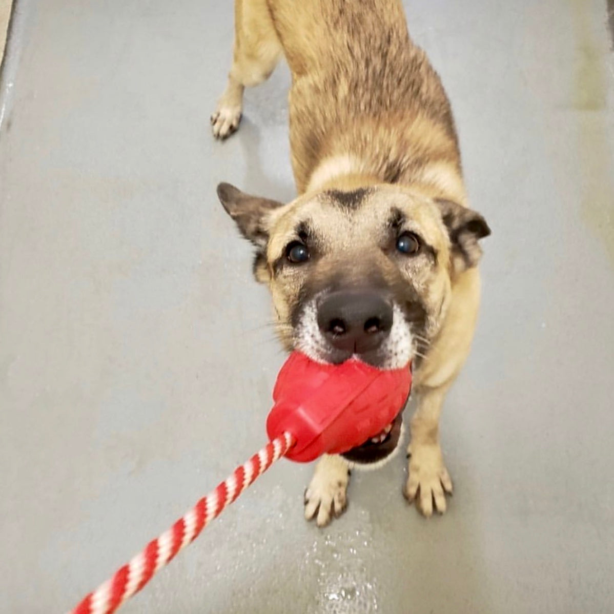 USA-K9 Grenade Rubber Dog Chew Toy | K9 Handler Reward Toy | Blue | USA Made