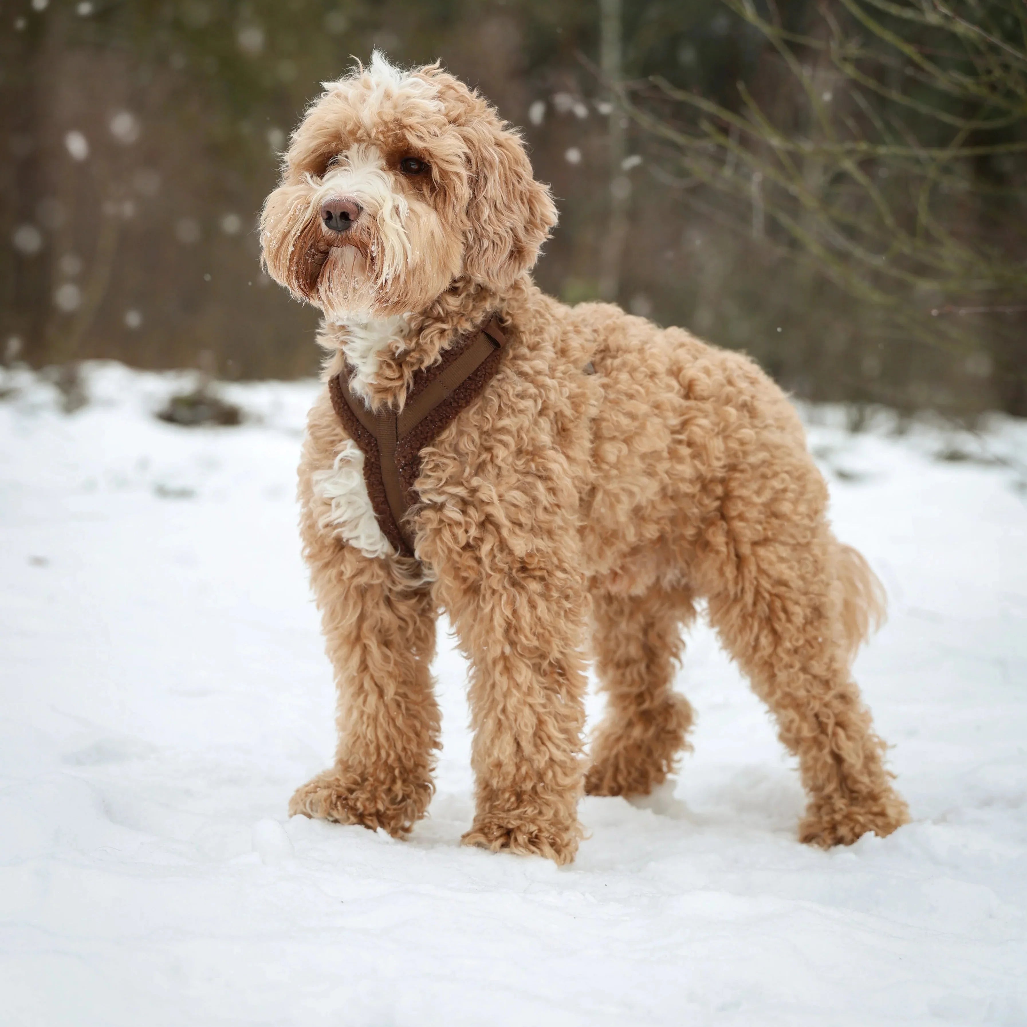 'Black' - Sherpa Dog Harness