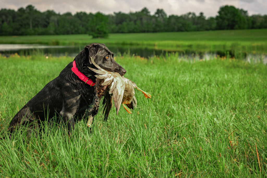Barrows Dog Collar - Pink